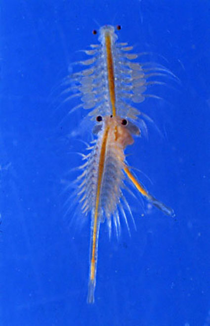 Artemia salina